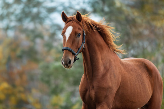 9 Signs Your Horse Needs Extra Support This Fall
