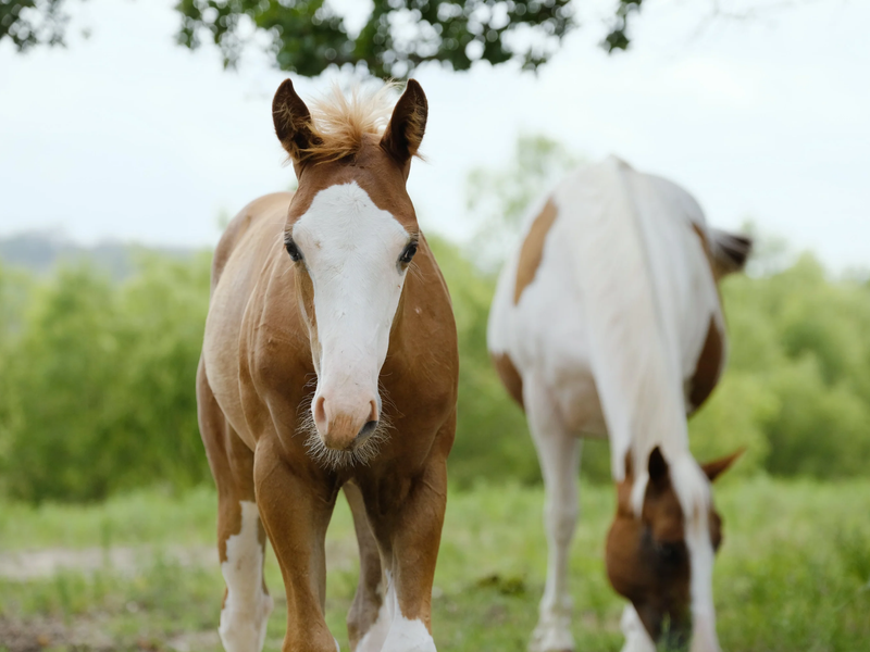 Veulenseizoen: wat je moet weten