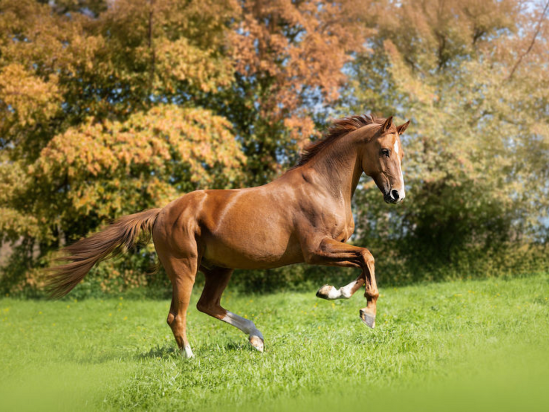 Is herfstgras voldoende voor jouw paard?