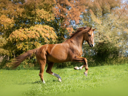 Is herfstgras voldoende voor jouw paard?