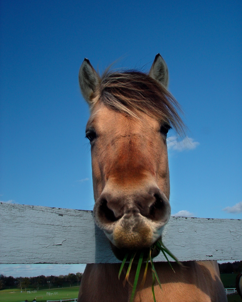 De ultieme gids voor de overgang van stal naar weide voor paarden