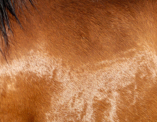 Horse Nutrition in Fall: From Sleek Summer Coat to Fluffy Teddy Bear