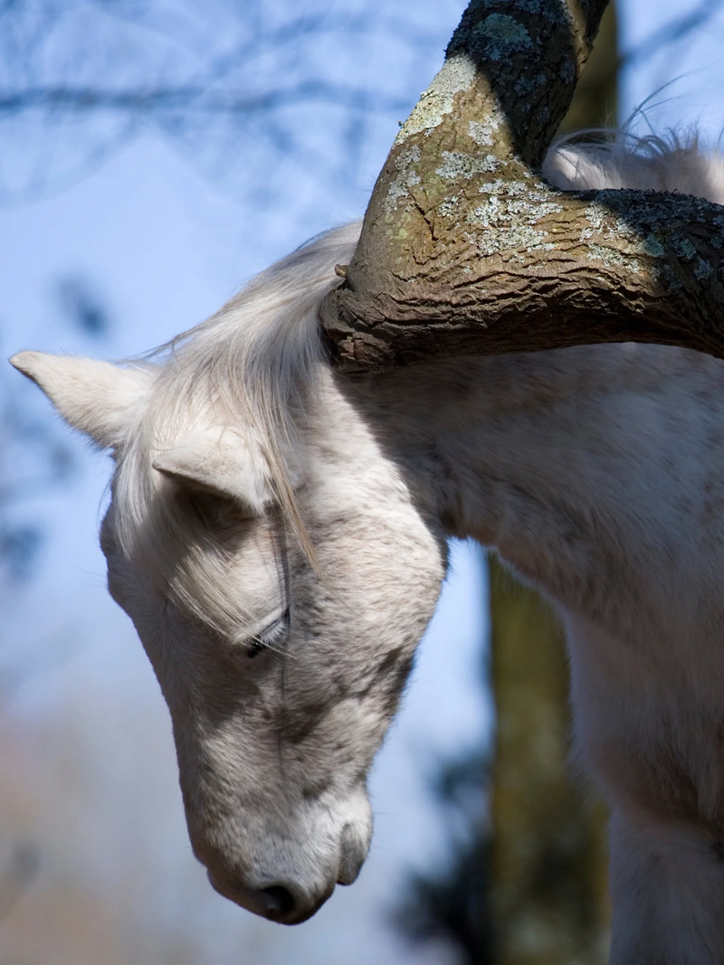 Noder: Natuurlijk, krachtig en veilig bij zomereczeem