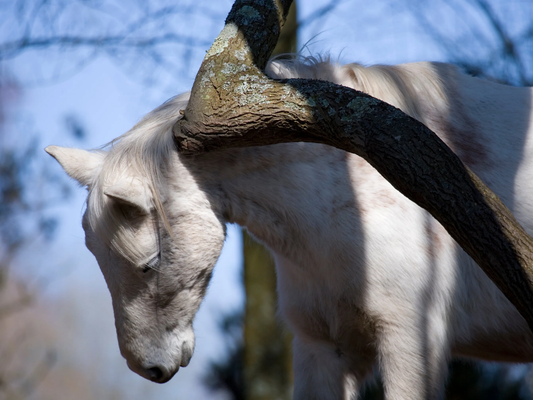 Noder: Natuurlijk, krachtig en veilig bij zomereczeem