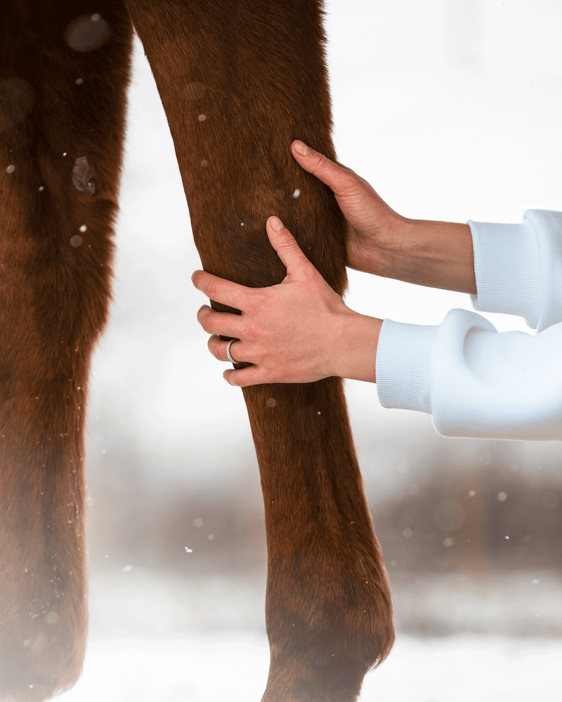 Zo ondersteun je de gewrichten van je paard