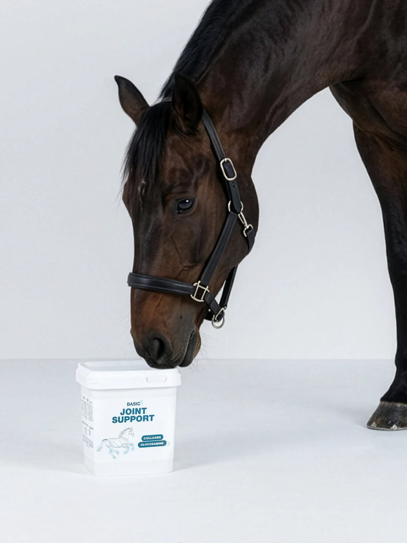 Basic 1: jouw essentiële paardensupplementen