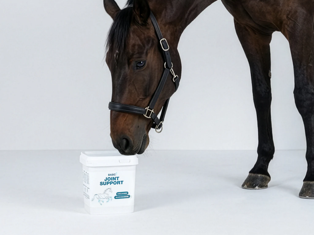 Basic 1: jouw essentiële paardensupplementen