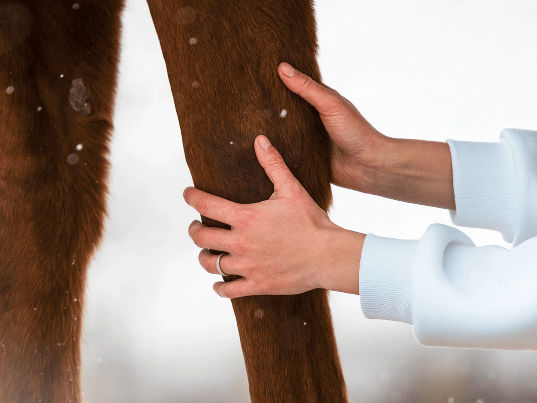 Zo ondersteun je de gewrichten van je paard