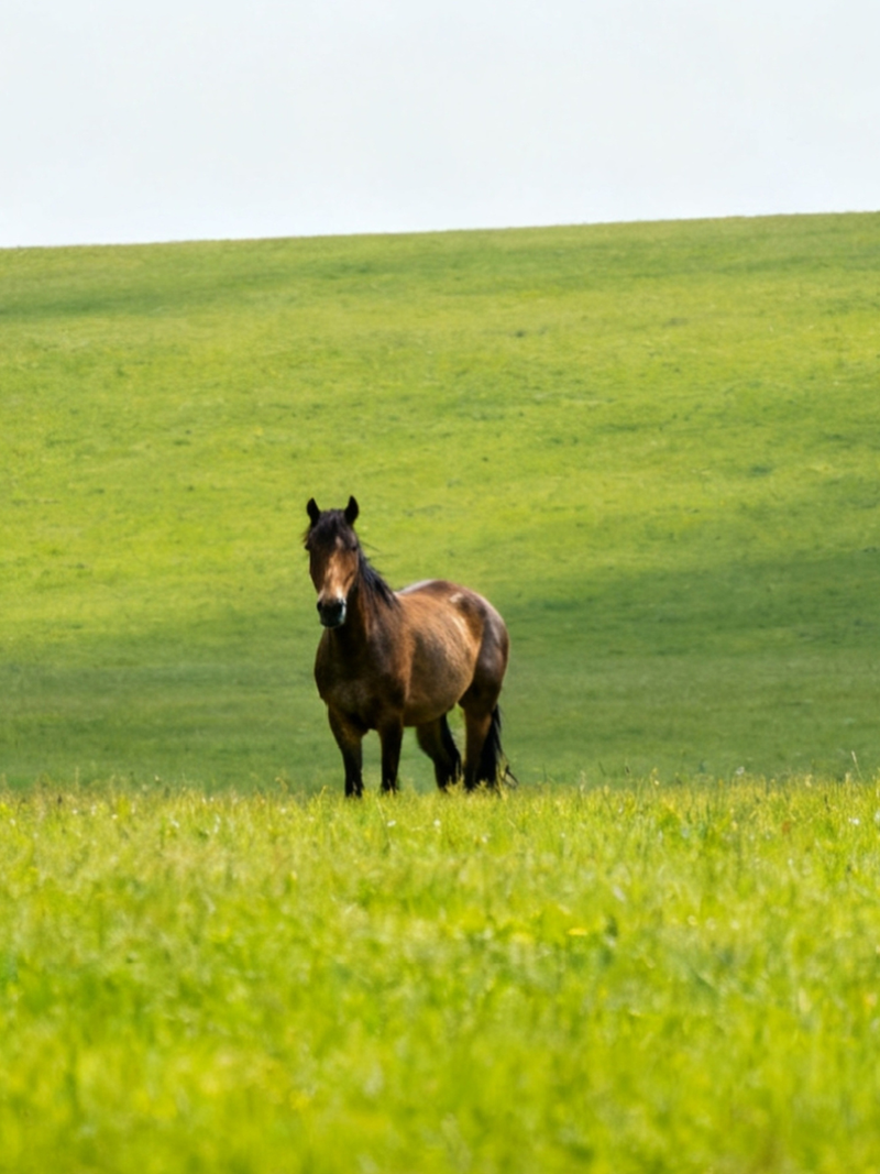Grazen in de lente: zo voorkom je buikpijn bij je paard