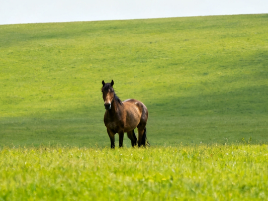 Grazen in de lente: zo voorkom je buikpijn bij je paard