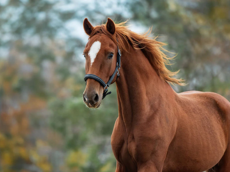 9 signalen dat je paard wat extra steun kan gebruiken deze herfst