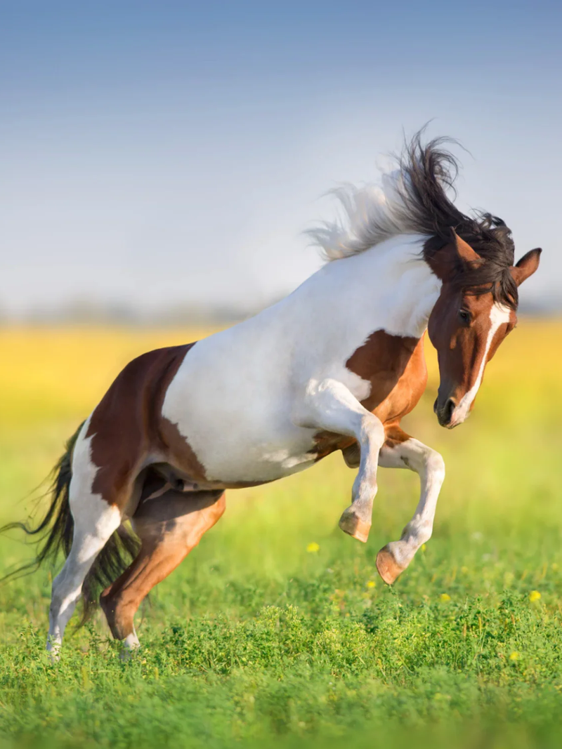 3 uitdagingen voor je paard in de lente
