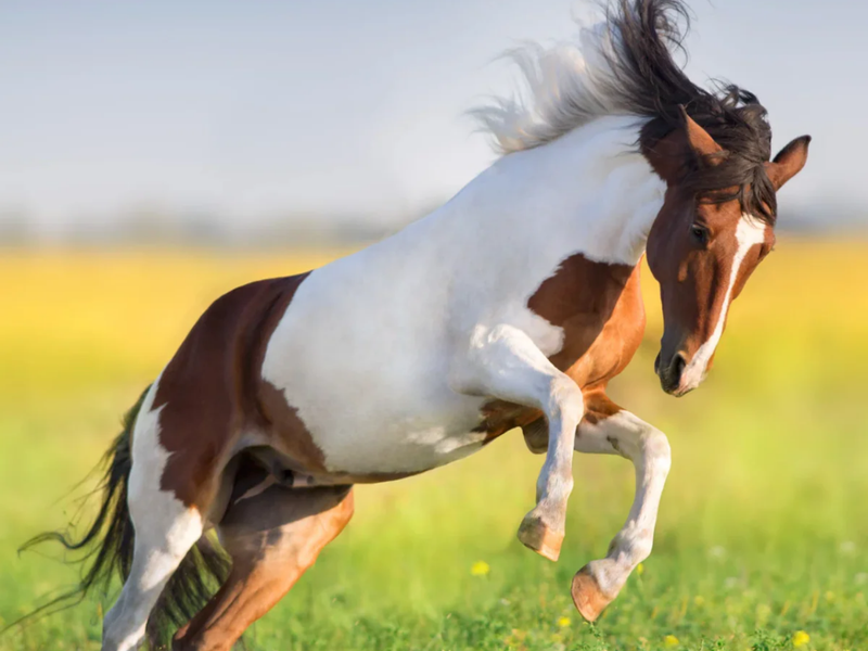 3 uitdagingen voor je paard in de lente