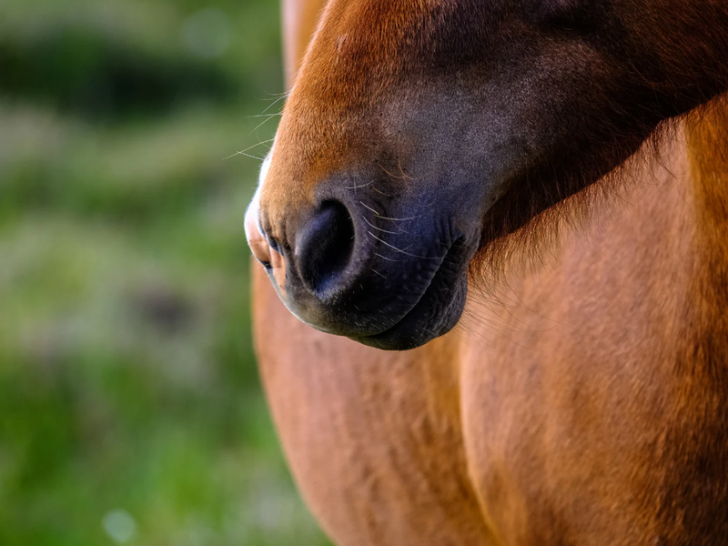 Zo ondersteun je de luchtwegen van je paard