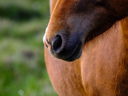 Zo ondersteun je de luchtwegen van je paard
