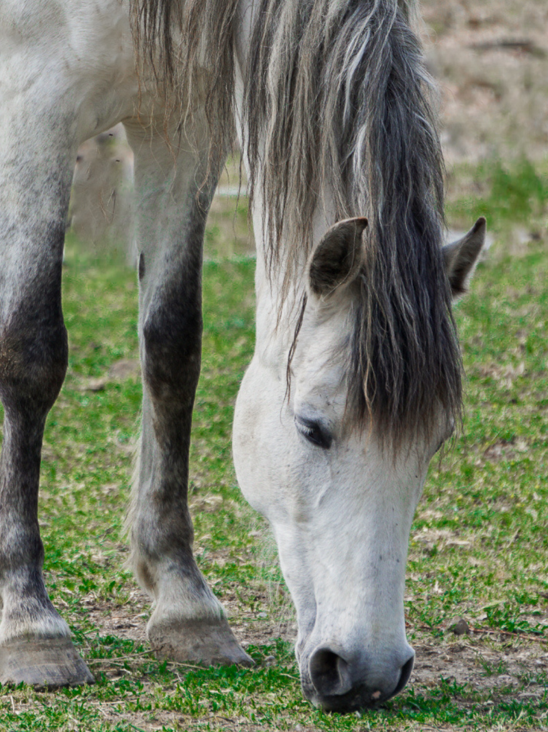 Maagondersteuning en zandbestrijding bij paarden