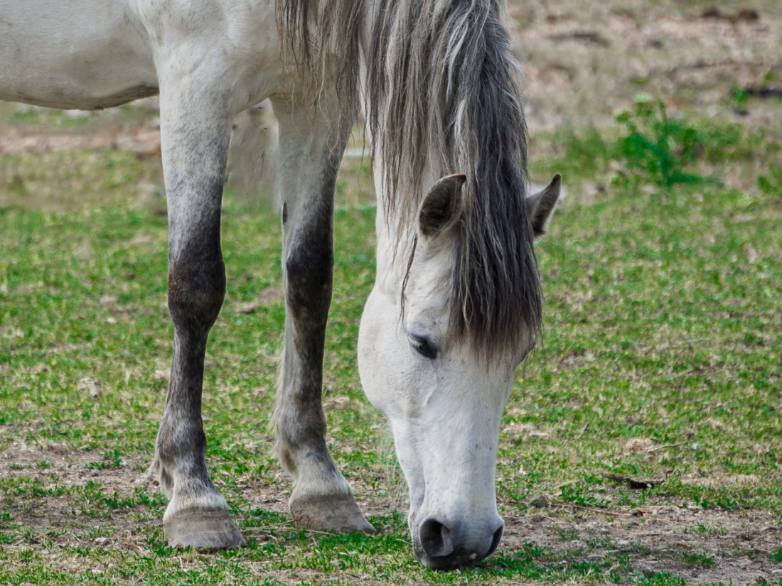 Maagondersteuning en zandbestrijding bij paarden