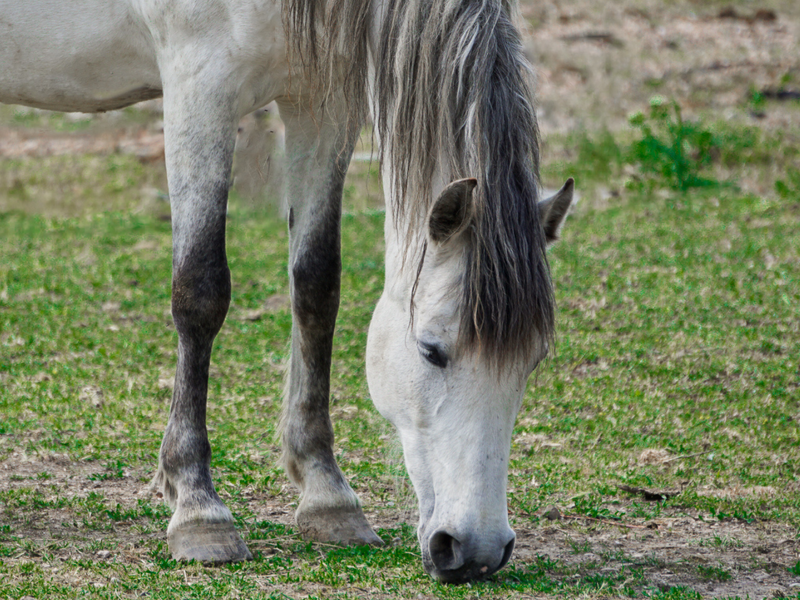 Maagondersteuning en zandbestrijding bij paarden