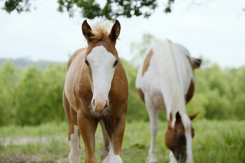 Veulenseizoen: wat je moet weten