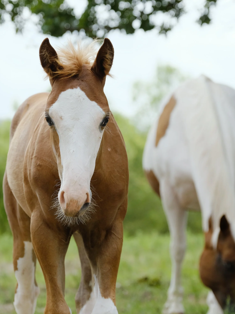 Veulenseizoen: wat je moet weten