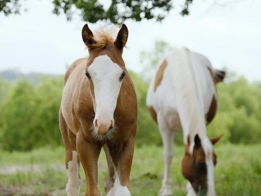 Veulenseizoen: wat je moet weten