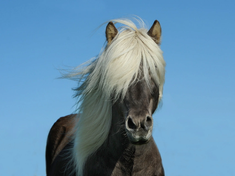 Wat te doen bij zomereczeem?