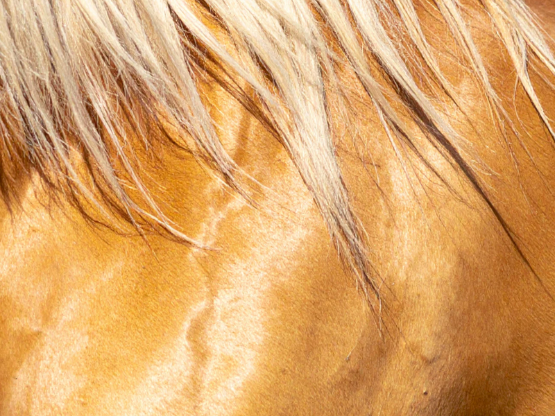 Zomereczeem: wat is het, waarom gebeurt het en hoe voorkom je het schuren?