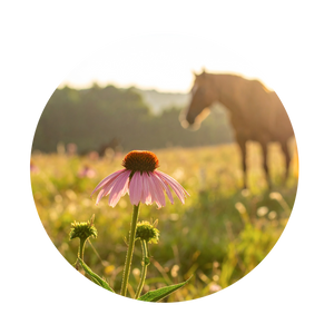 Echinacea purpurea
