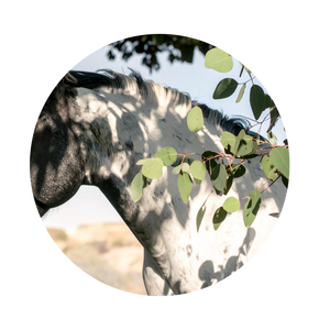 eucalyptus