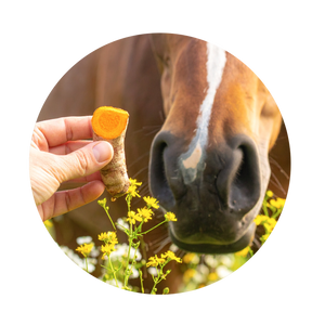 Turmeric